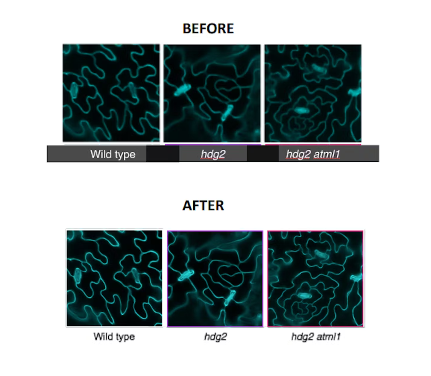 Figure Formatting